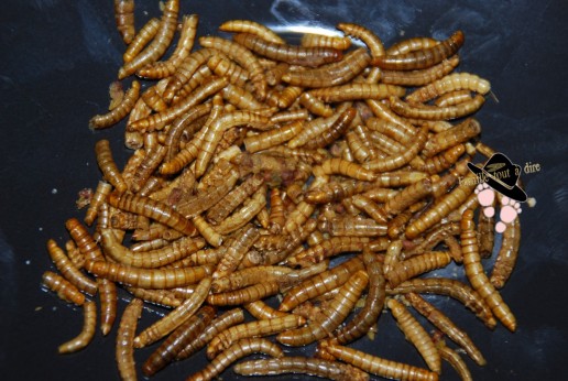 insectes comestibles koh lant (Copier)